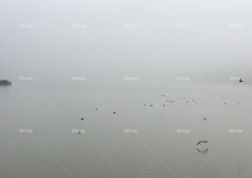 Foggy morning at Lake Merced 