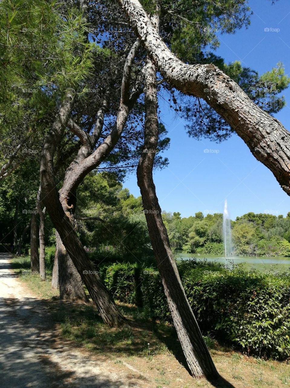 Pine trees, fountain