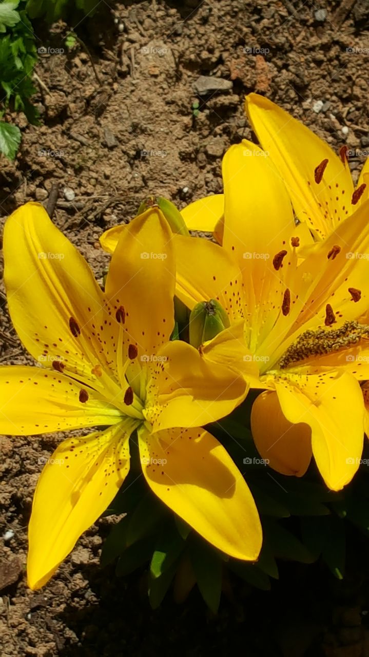 Elevated view of yellow lily flower