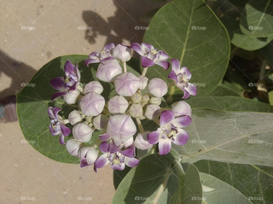 calotropis procera madar akkara flower white nd purple colour looks very beautiful generally found everywhere fresh seasonal very poisonous species