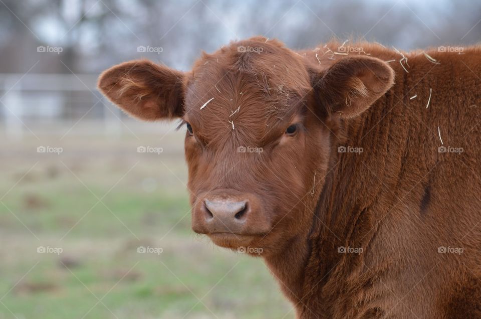 Close-up of a cow