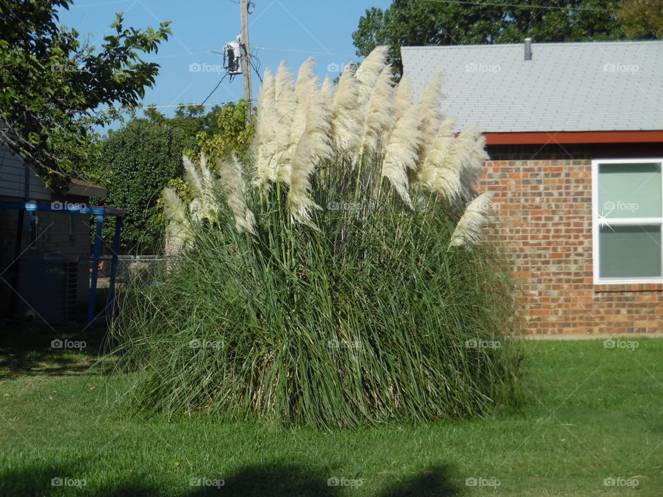 Texas feather duster. This is another labor day weekend photo π· that I took while enjoying the summer.. π£ πΆ π π₯ π¨ this