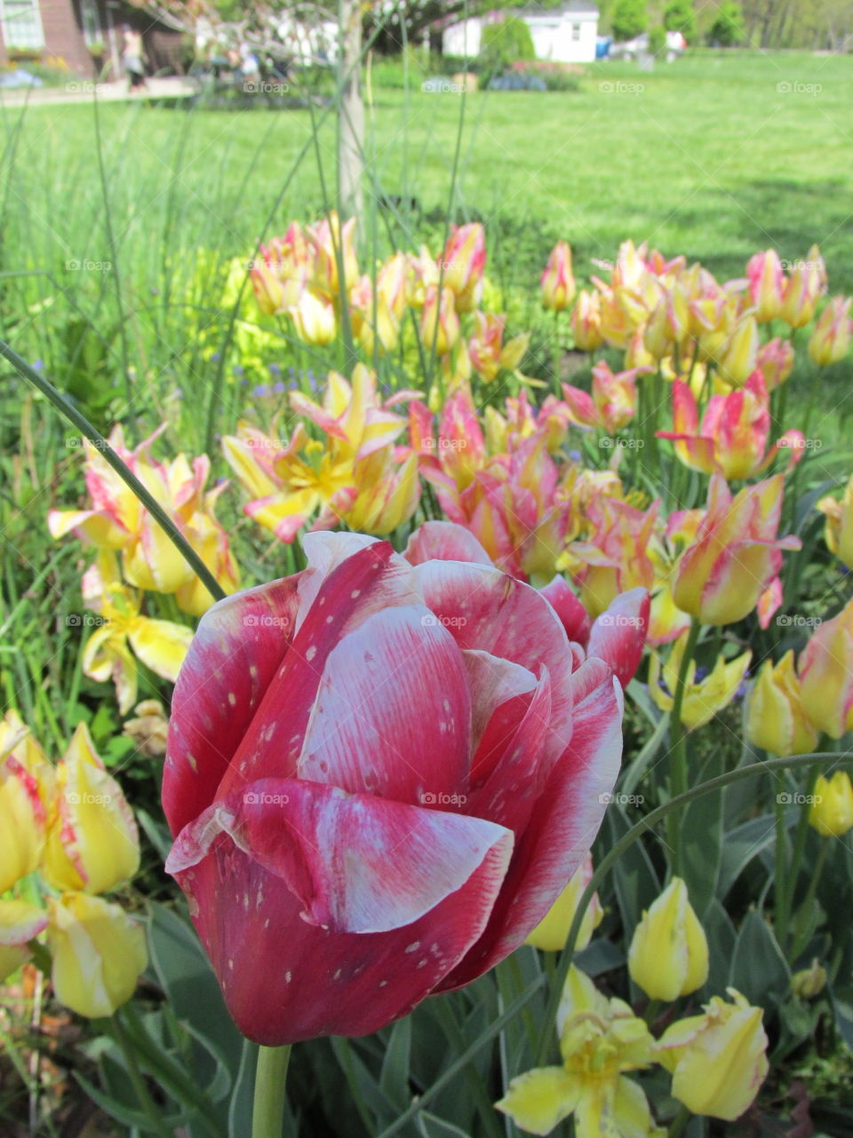 Flower, Garden, Tulip, Nature, Flora