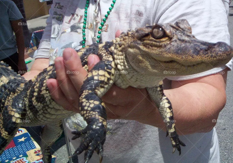 Baby Gator