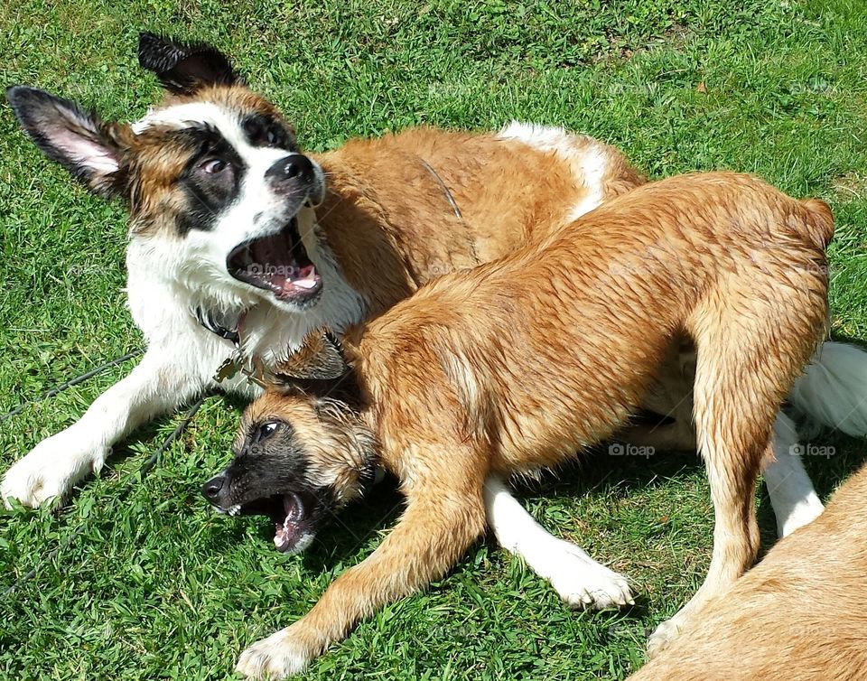 crazy dogs. my friends saint Bernard and my dog playing 