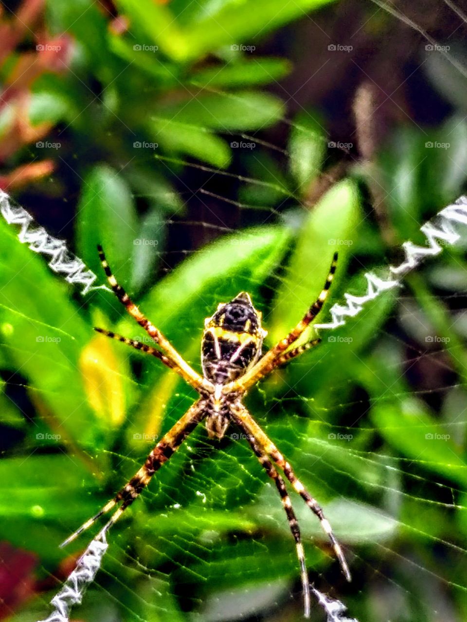 araña