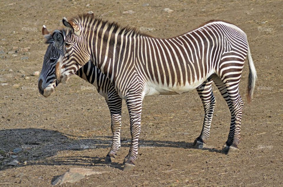 Doubleheaded zebra