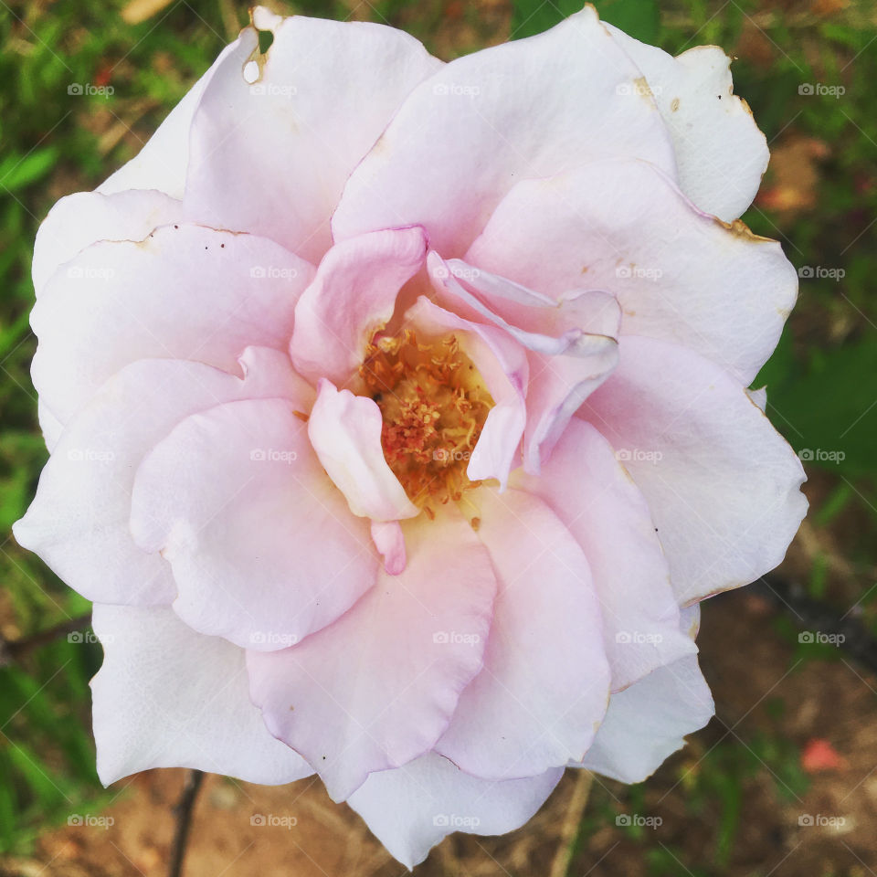 Very beautiful flowers to beautify our day and bring us motivation.  Cheer the nature! / Flores muito bonitas para embelezar nosso dia e nos trazer motivação. Viva a natureza!