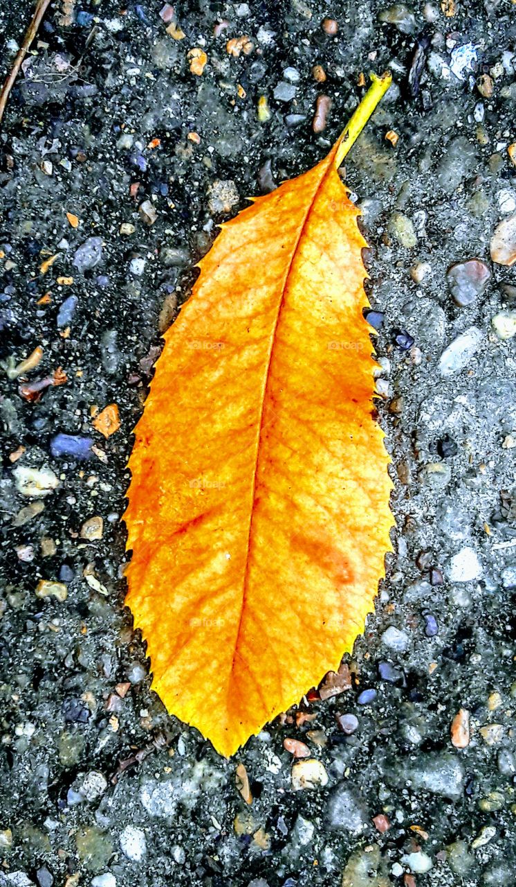 Rock and Leaf Texture