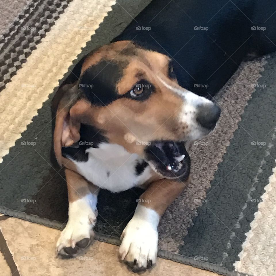 Beagle Basset Hound Mix dog