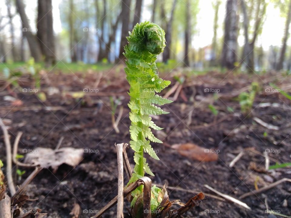 Little fern