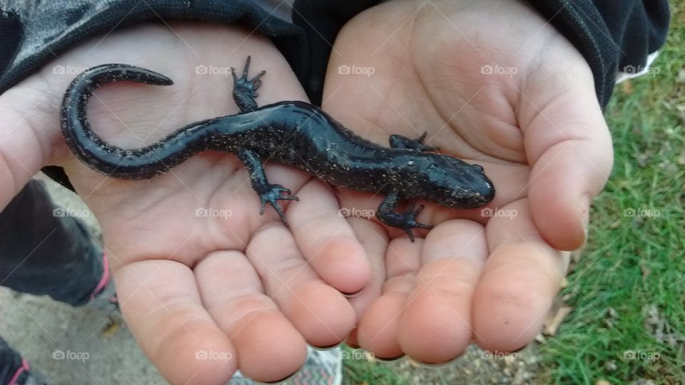 Sally the salamander. My daughter just found this under her pumpkin