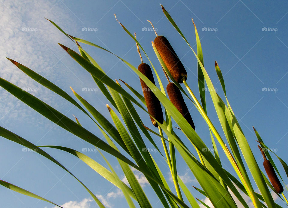 common bulrush Typha latifolia against a blue sky