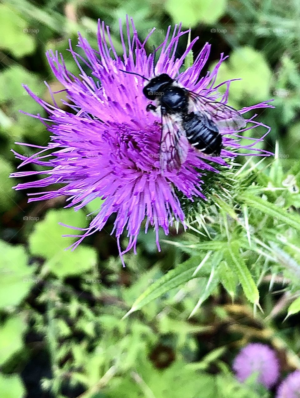 Unarmed leafcutter bee on bull thistle