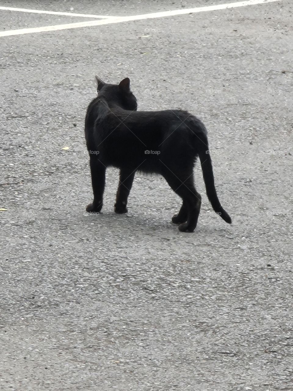 black cat back view