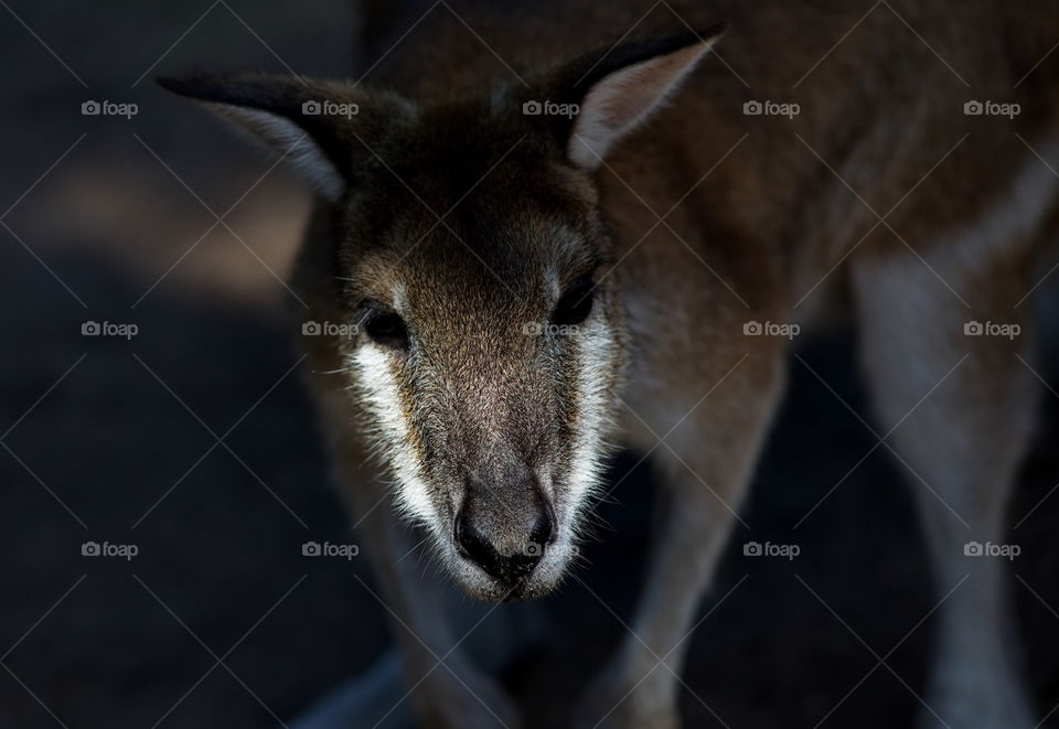 Australian Wallaby close up in a national park