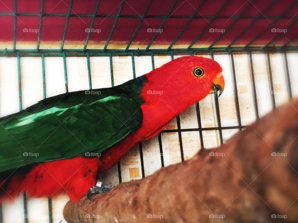 The parrot 