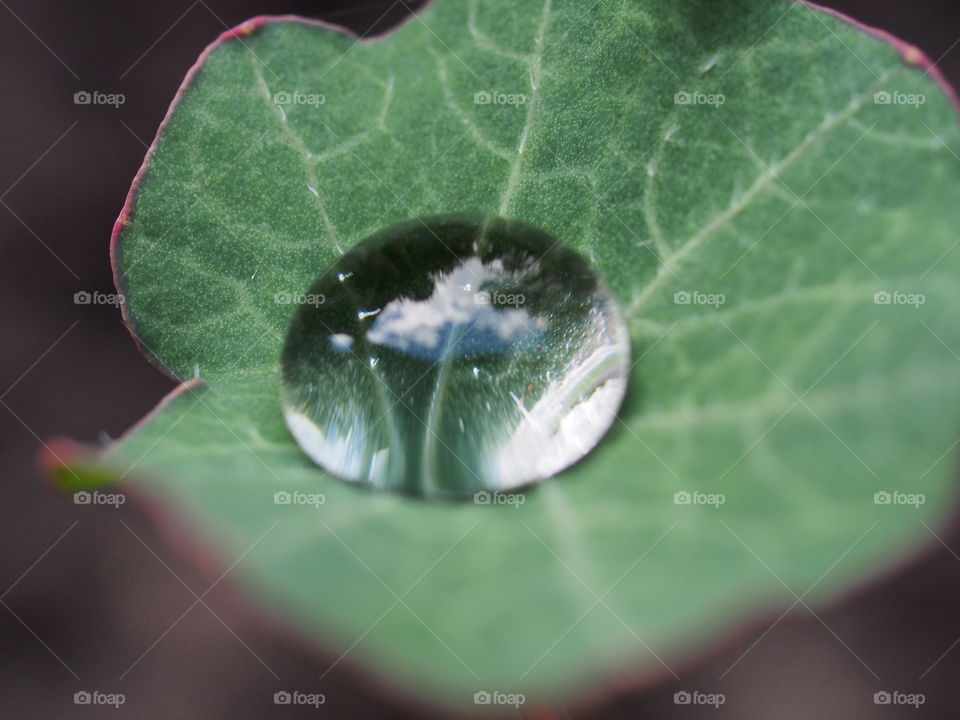 Reflection of a cloud in a droplet of water.  After the rain.  Close-up.