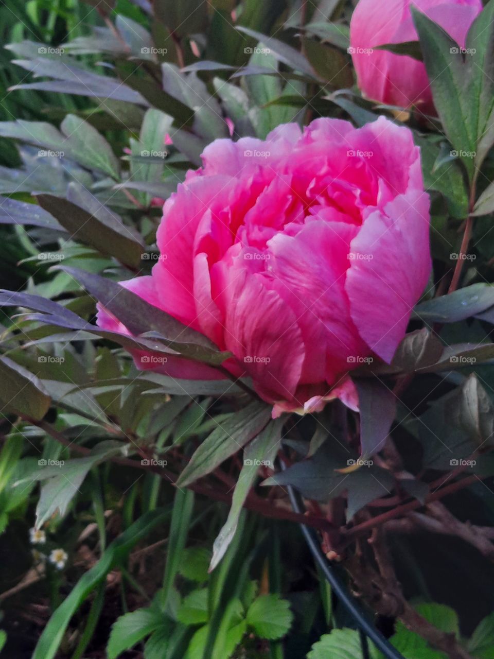 portrait of pink peony