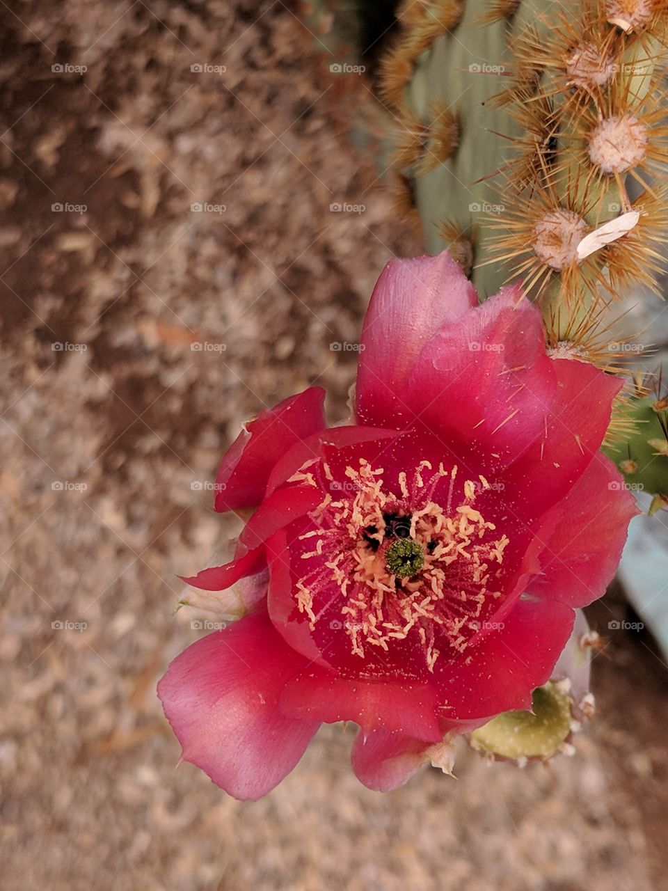 flower on cactus