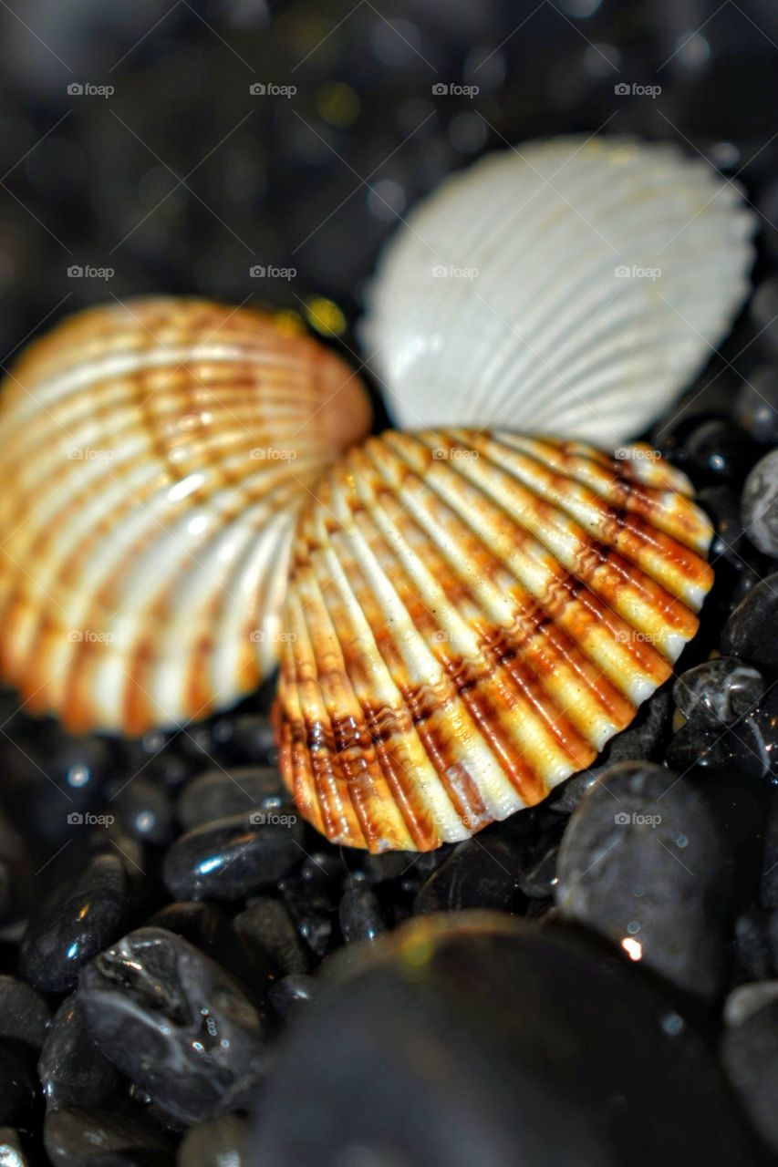 Shell texture