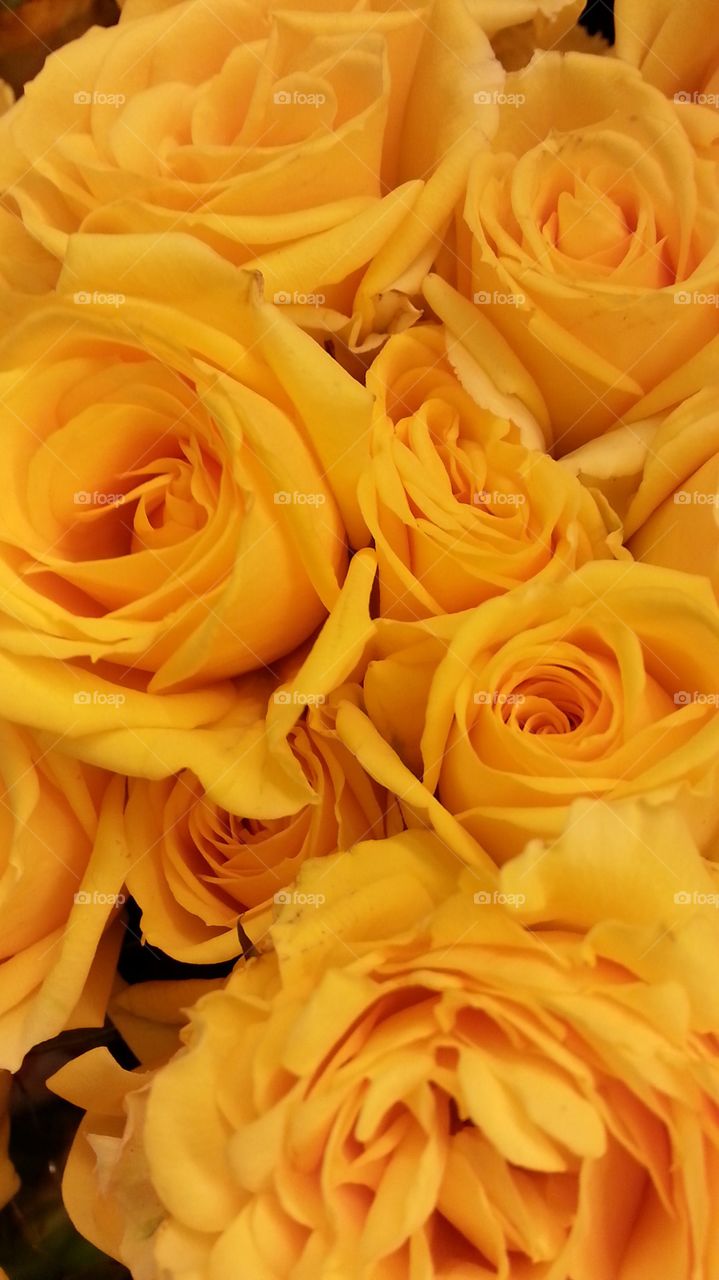 yellow roses