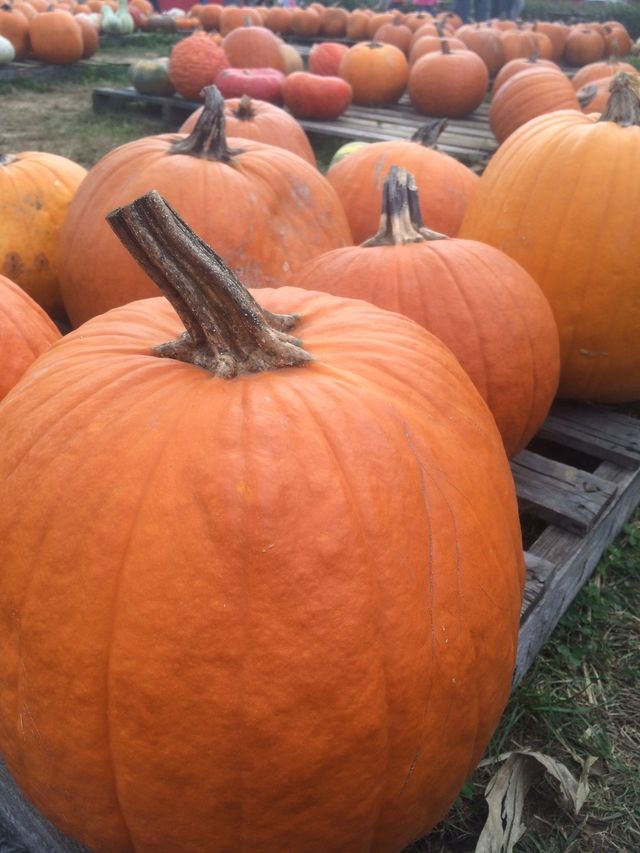 Pumpkin