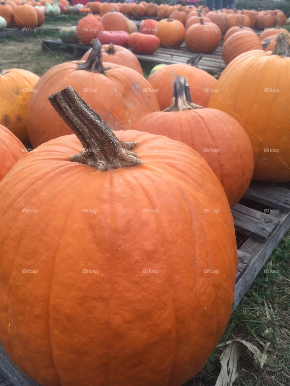 Pumpkin