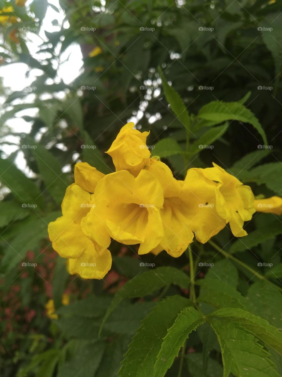 golden trumpet yellow elder flower fresh seasonal looking very beautiful generally found everywhere