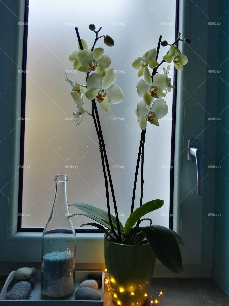 orchids in the morning