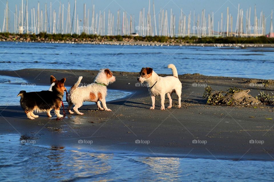 Dogs at the beach