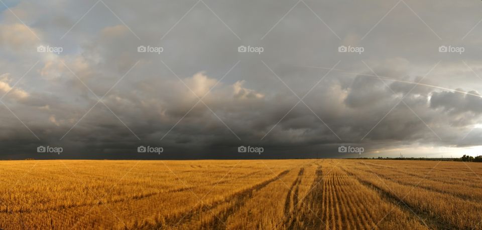 autumn field