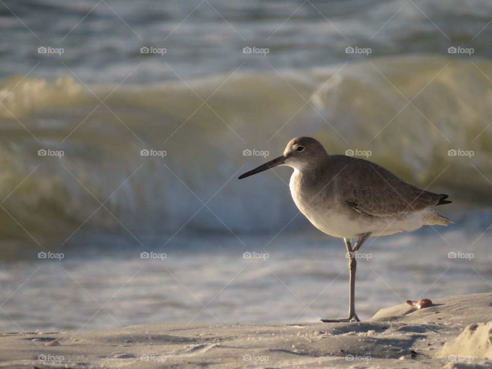 Bird on the gulf in Fort Myers, FL