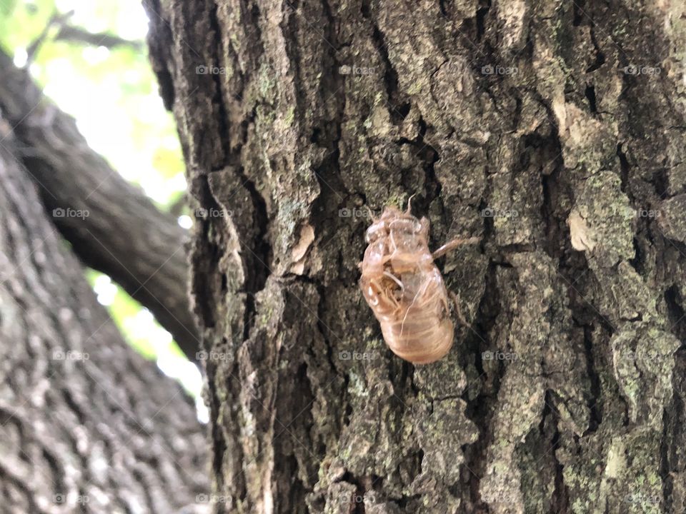 Locust shell shed on tree