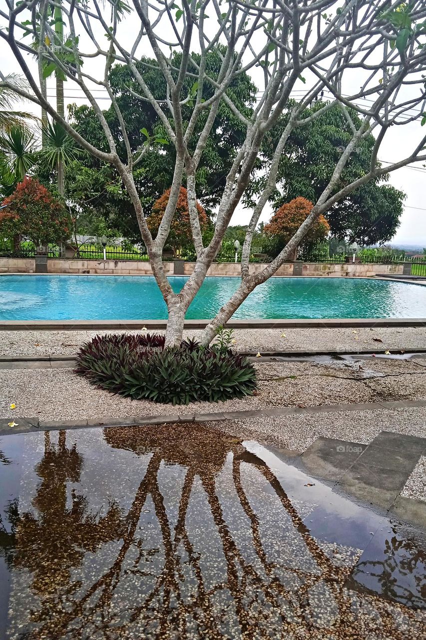 Trees and their shadows