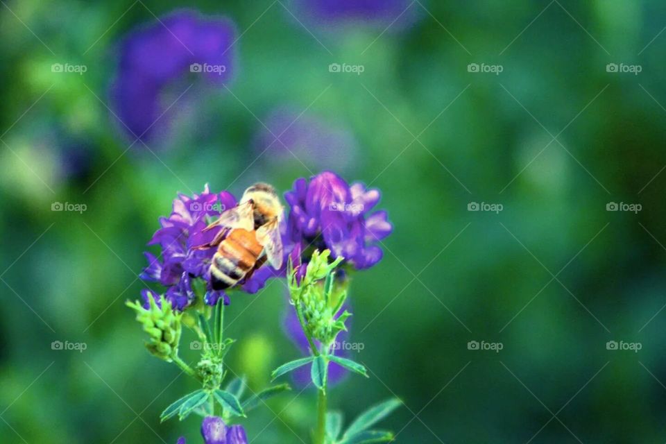 Summer Bee 