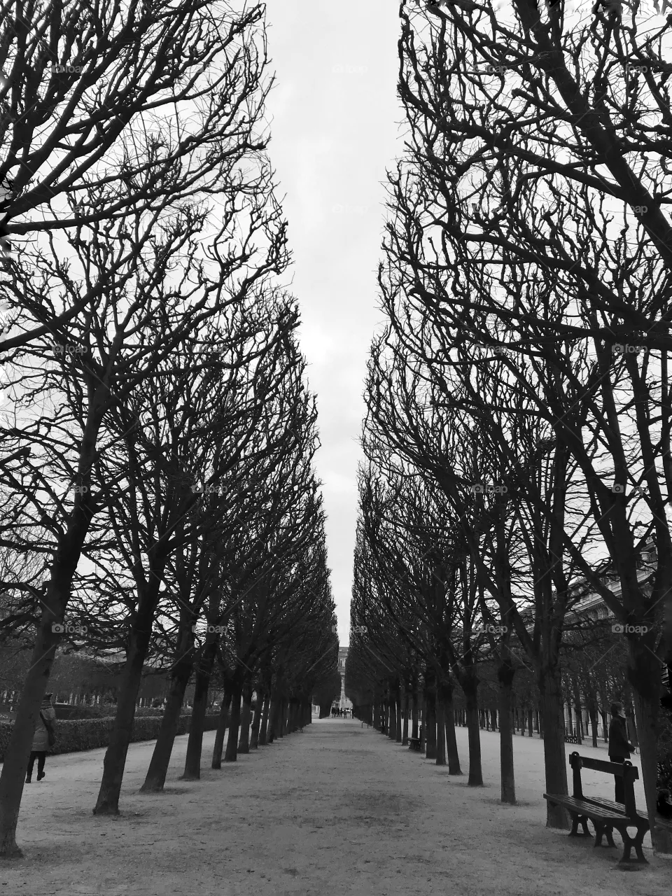 Winter trees
