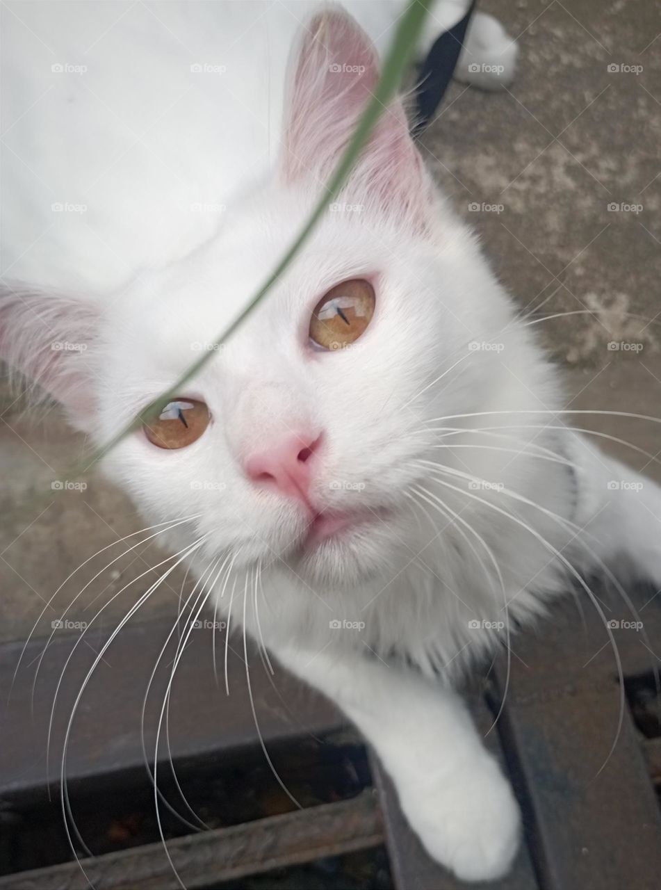 white cat