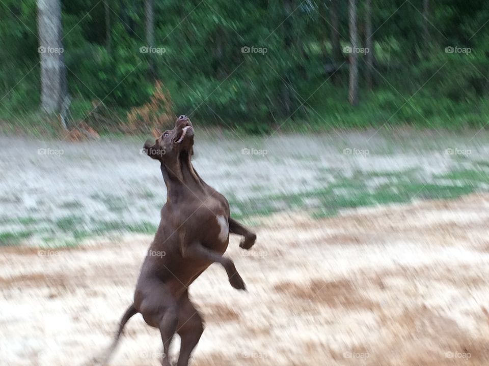 Weimaraner dog playing 