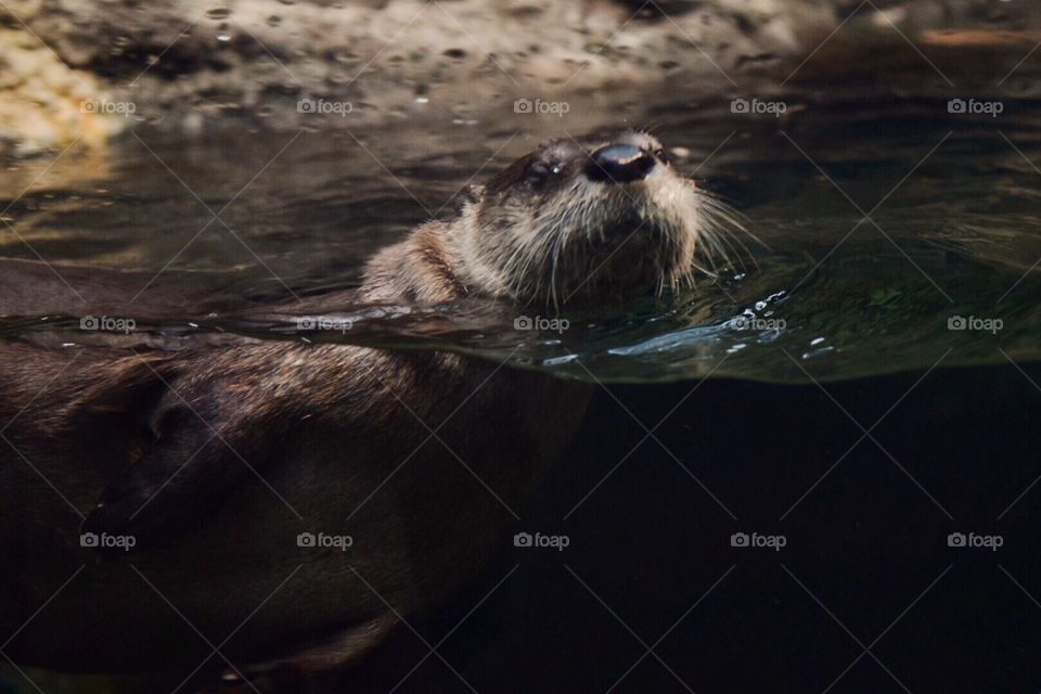 Aquarium. Mammal