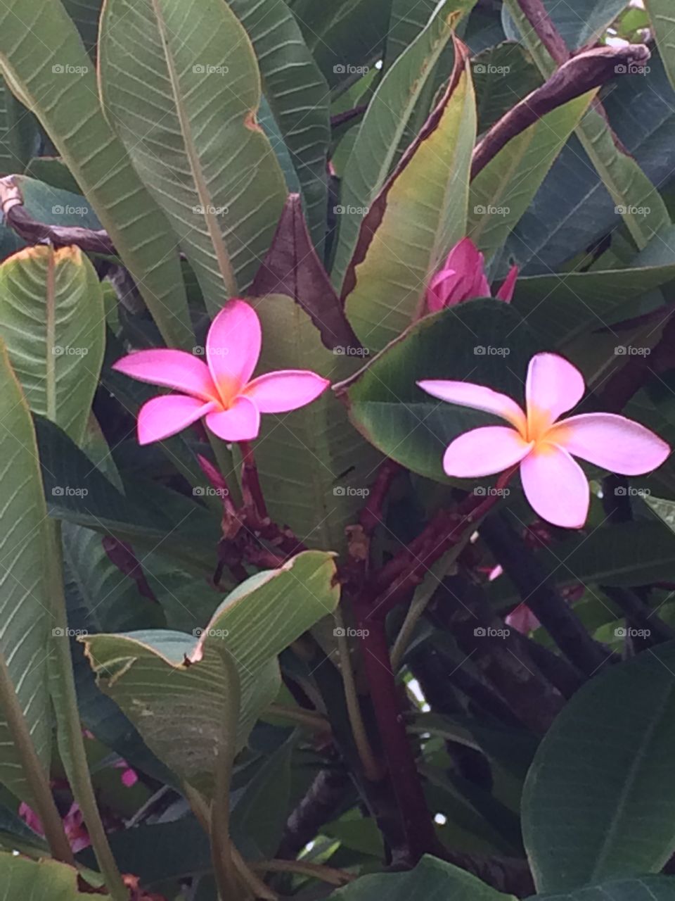 Hawaiian flower tree. Hawaiian flower tree  