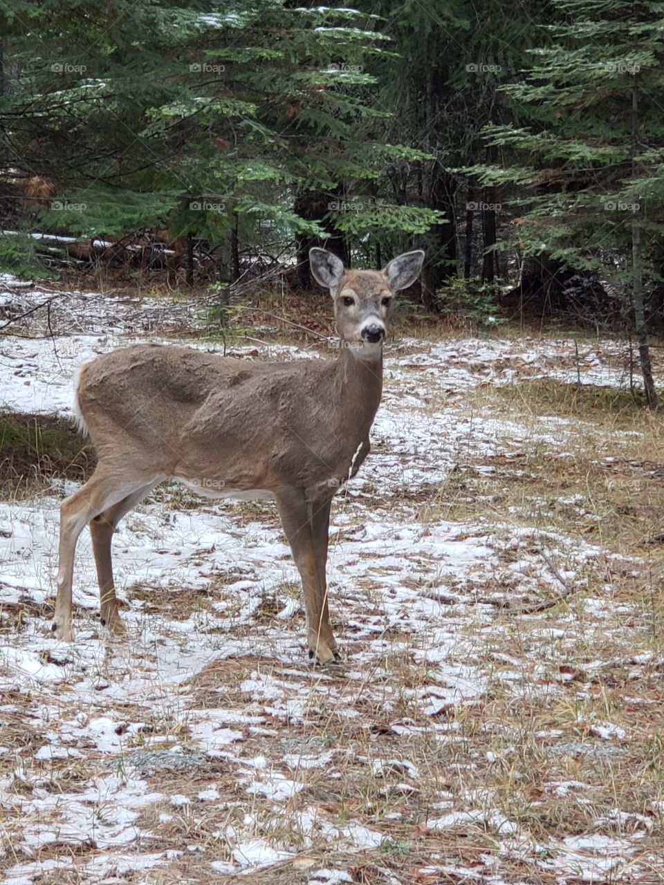 deer standing in forrest with snow on ground looking at camera