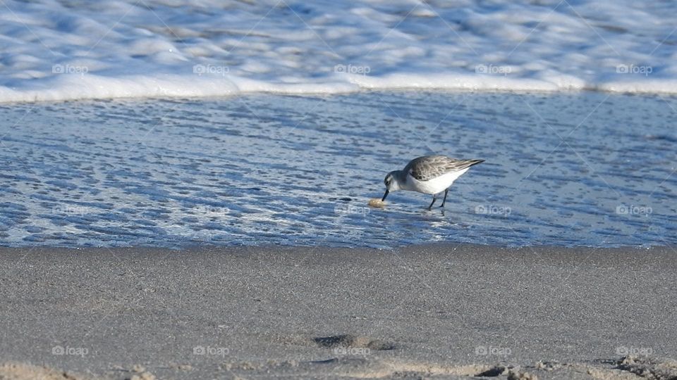 Piping cute bird found dinner quickly at the beach on the Atlantic Ocean seashore by the sand where foam waves are on a chilly day.