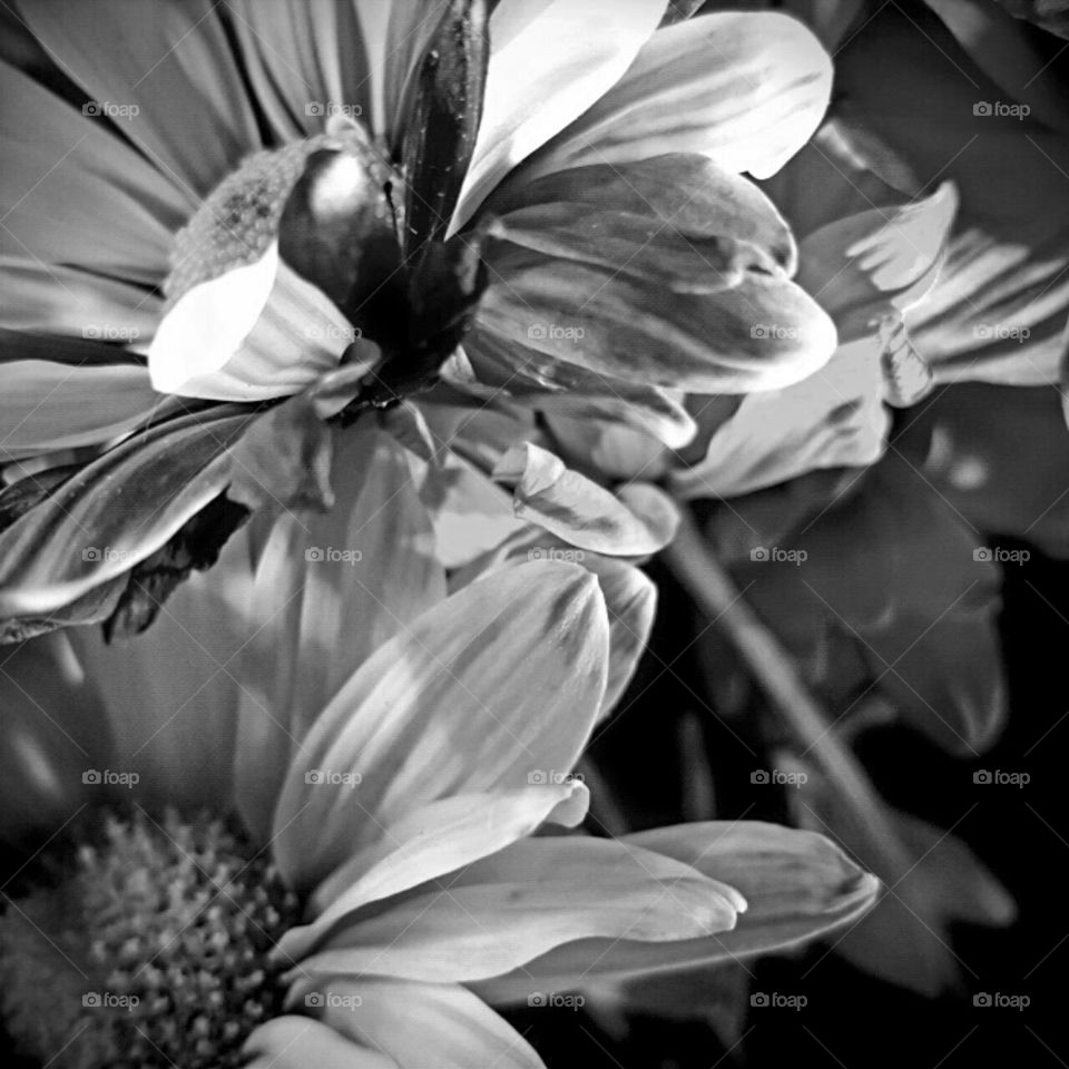 Flower, Monochrome, Nature, Flora, Petal