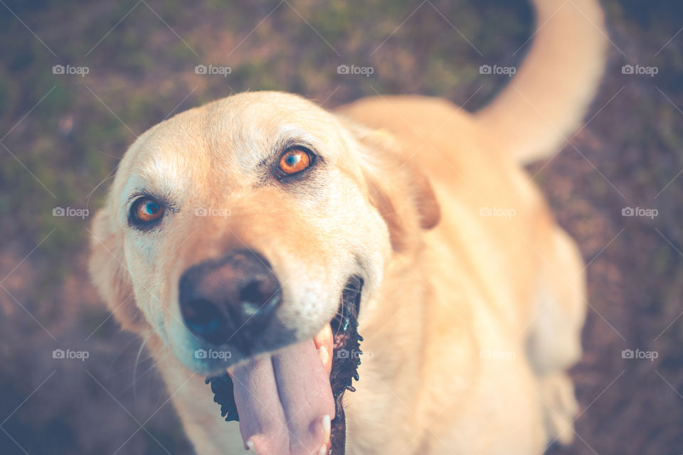 Close Up of Yellow Lab Dog Smiling 