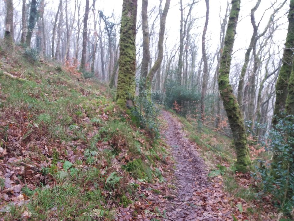 Wood, Landscape, Nature, Tree, Leaf