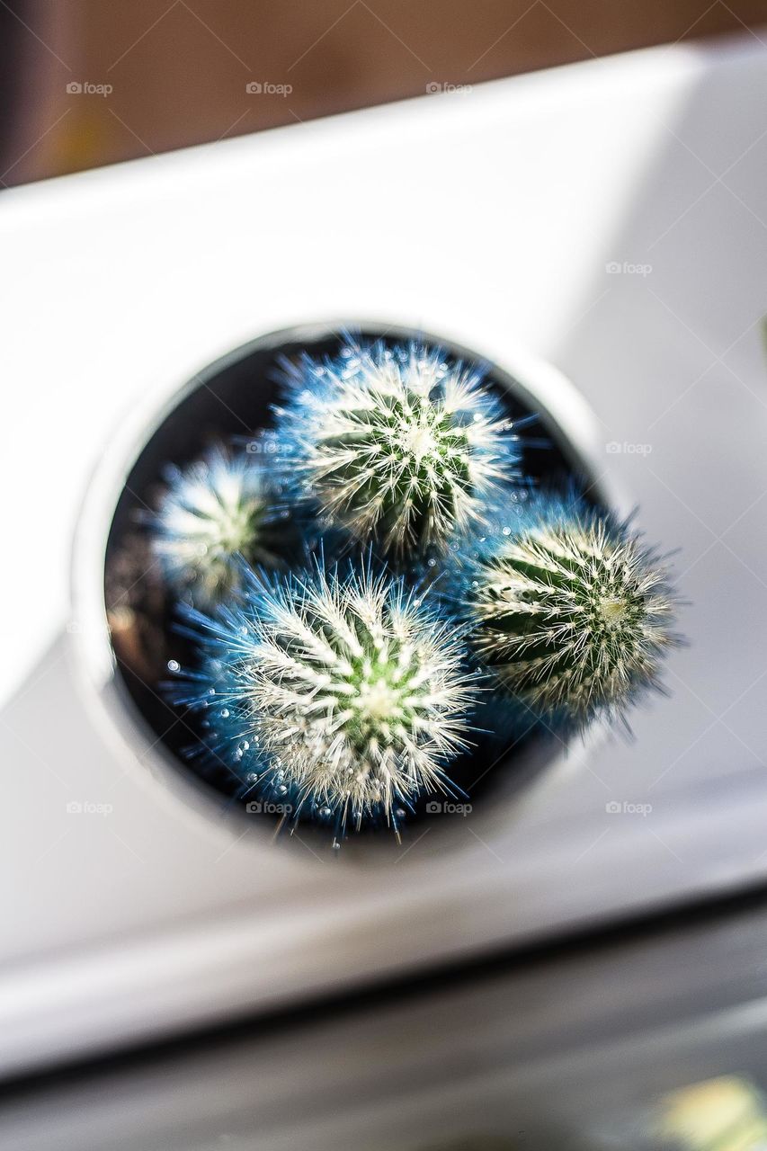 Cactus.  View from above.