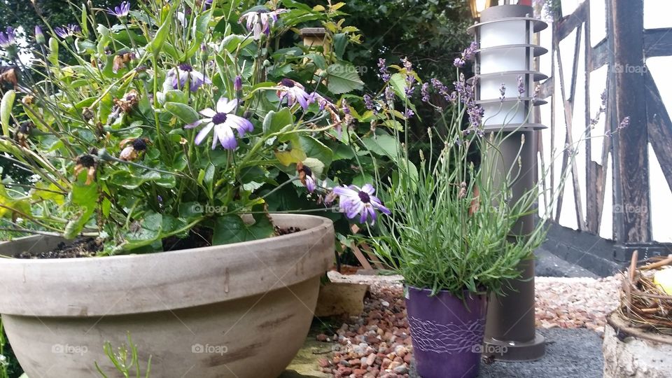 violet flowers in a x clay  pot in a garden