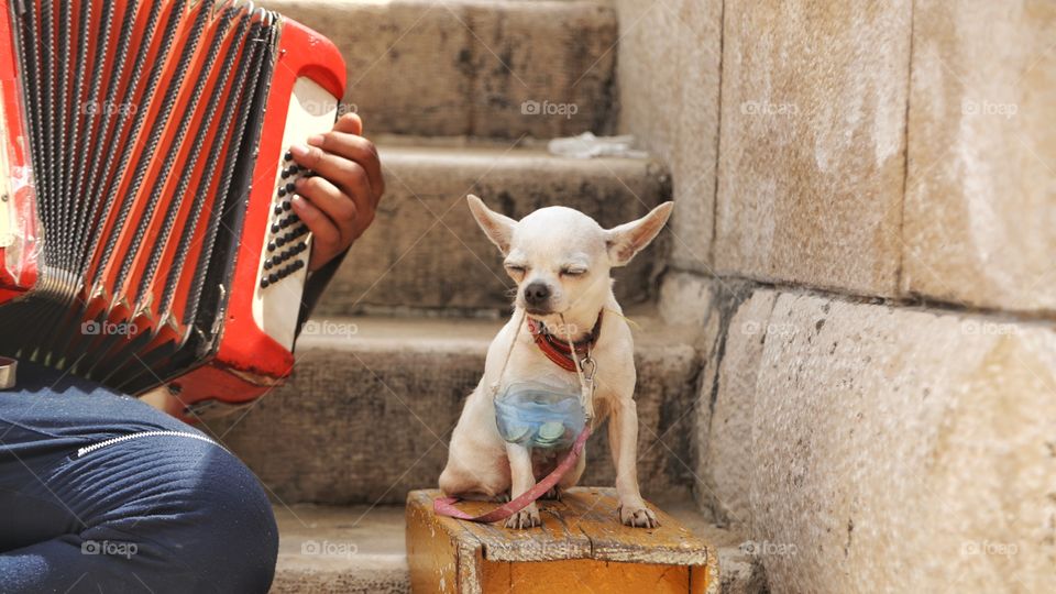 busking chihuahua