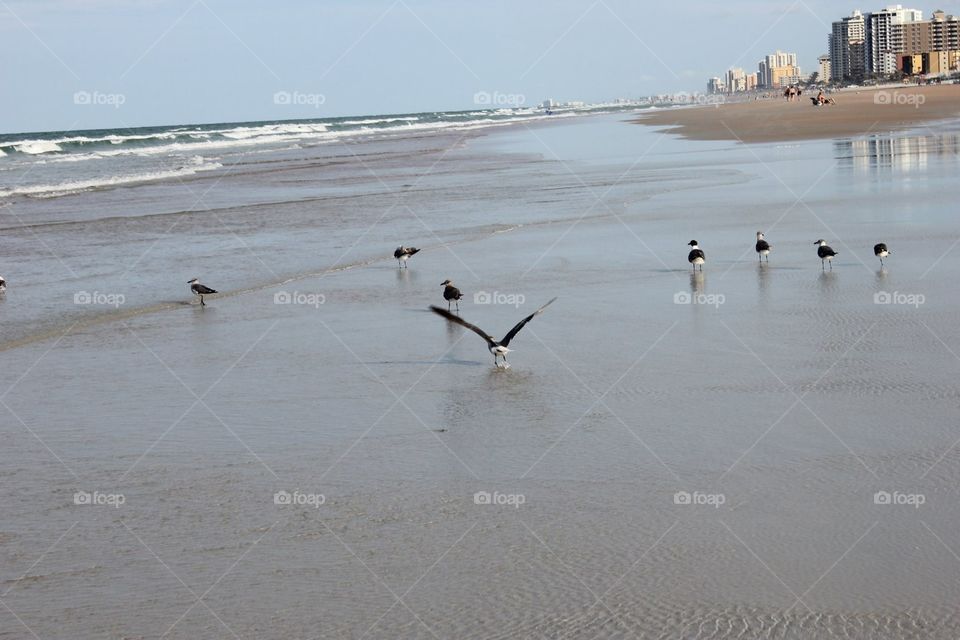 Birds and ocean